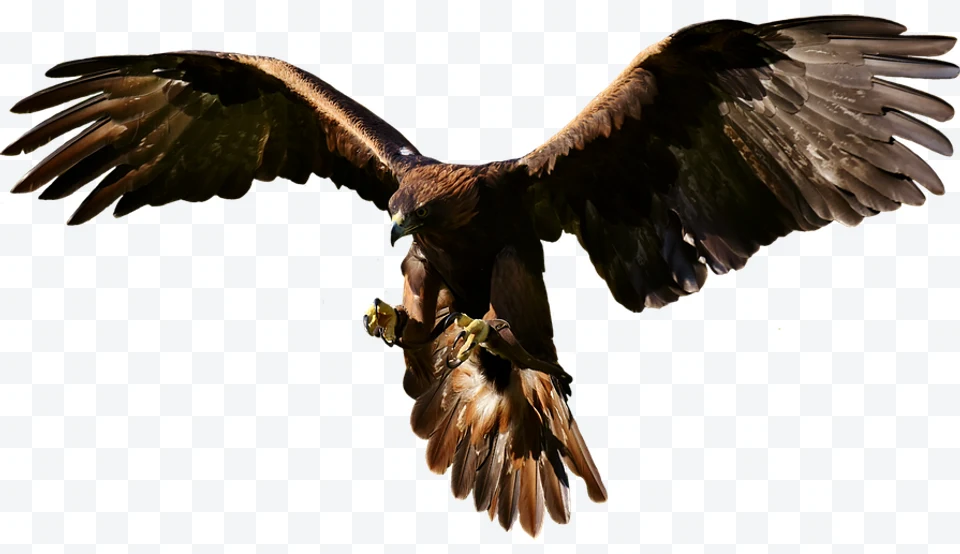 Eagle