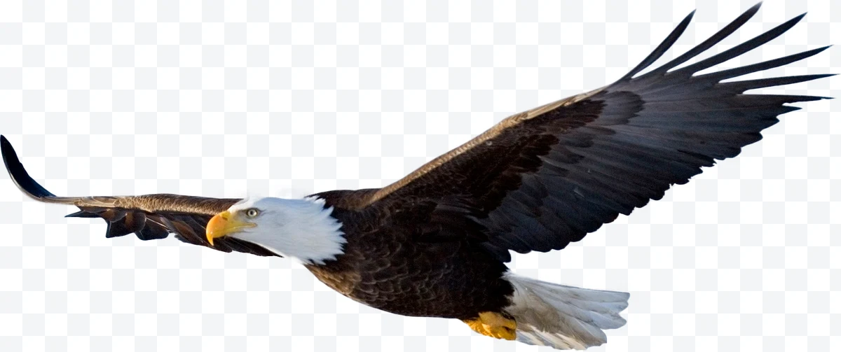 Bald eagle