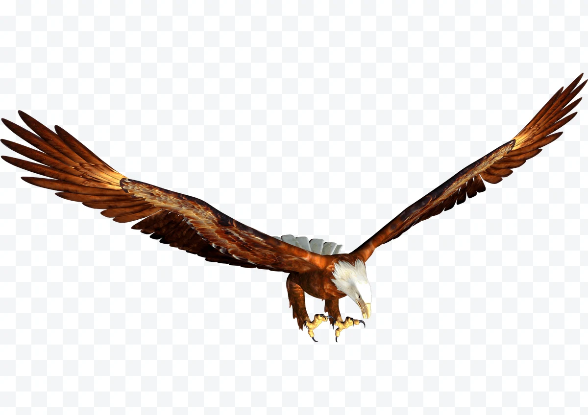 Bald eagle