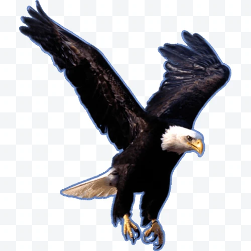 Bald eagle