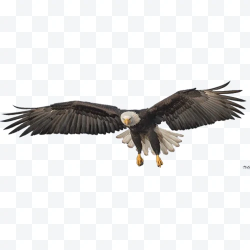 Bald eagle