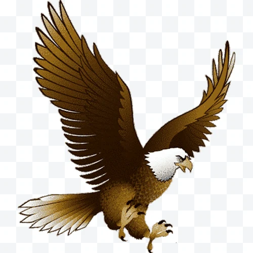 Bald eagle