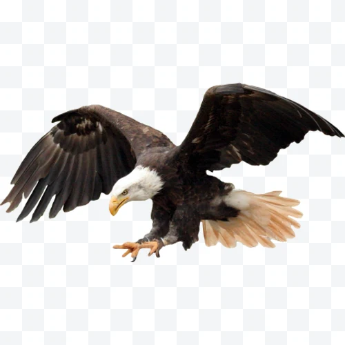 Bald eagle