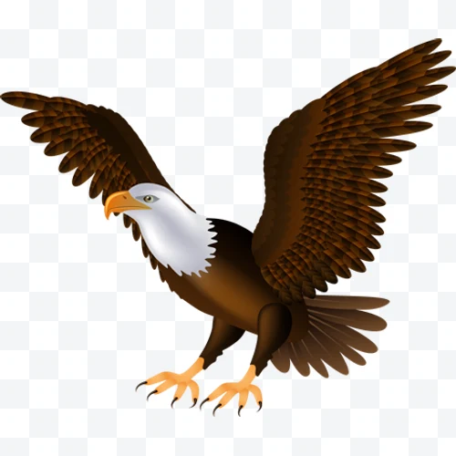 Bald eagle