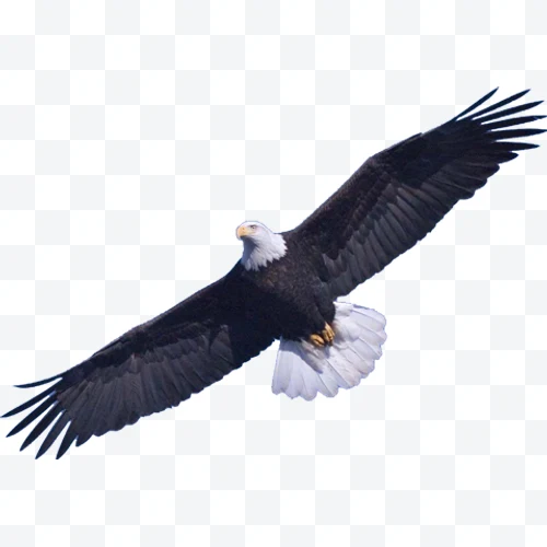 Bald eagle