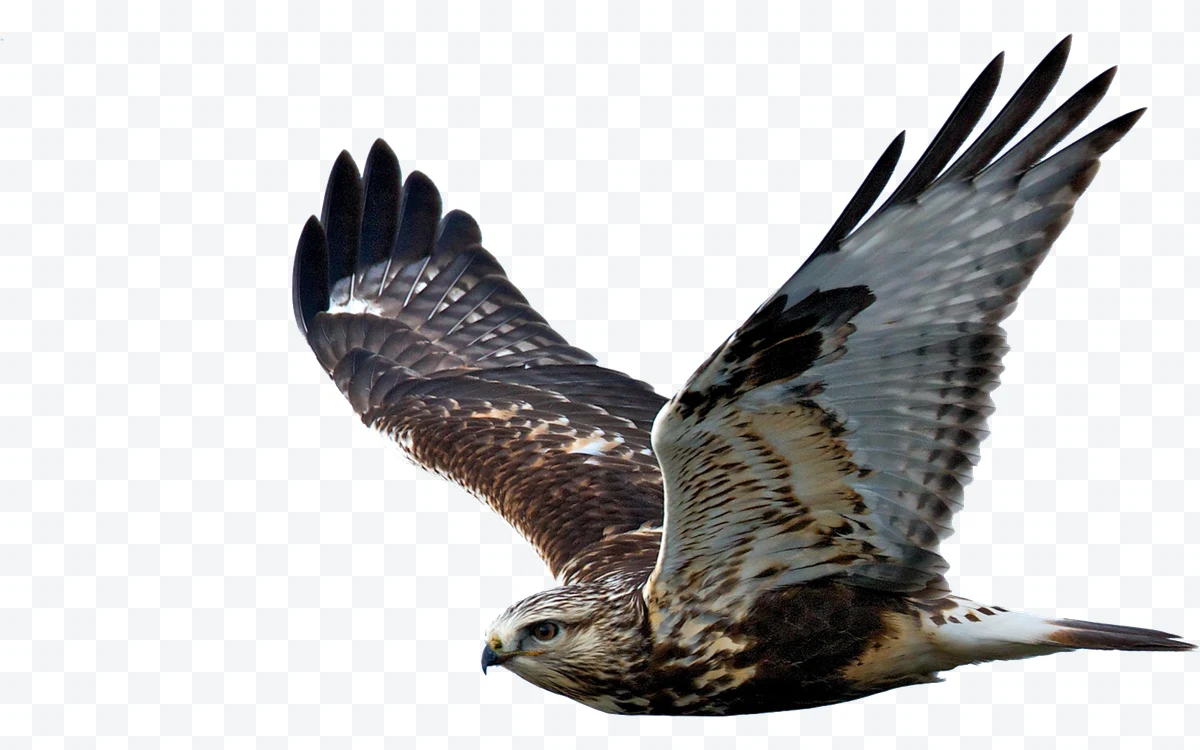 Eagle in flight