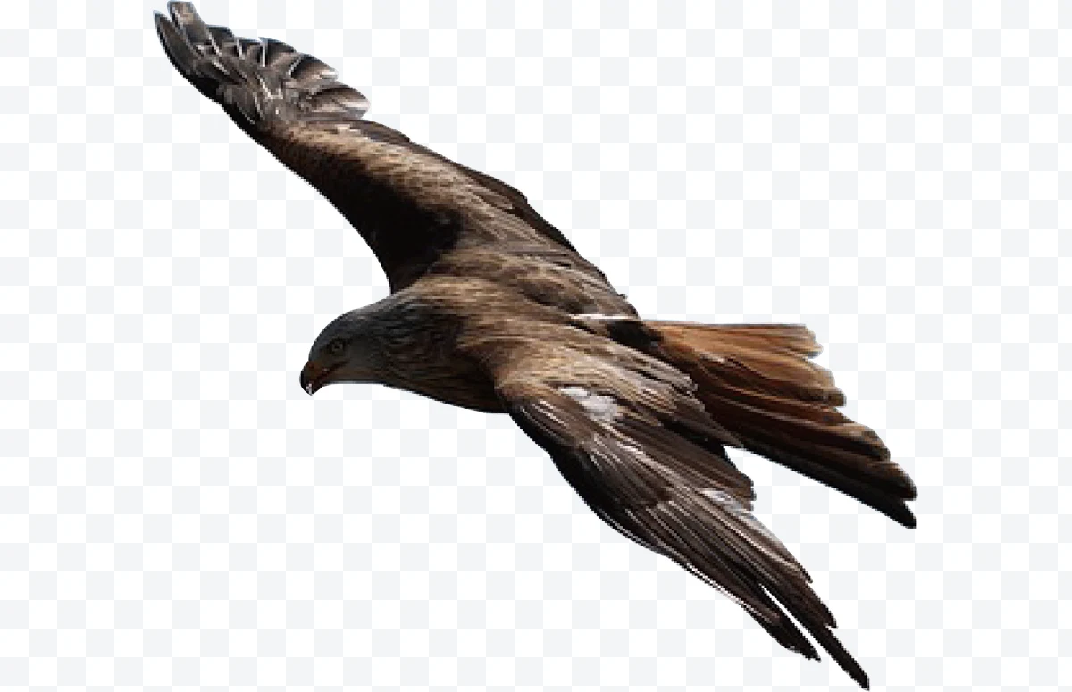 Eagle in flight