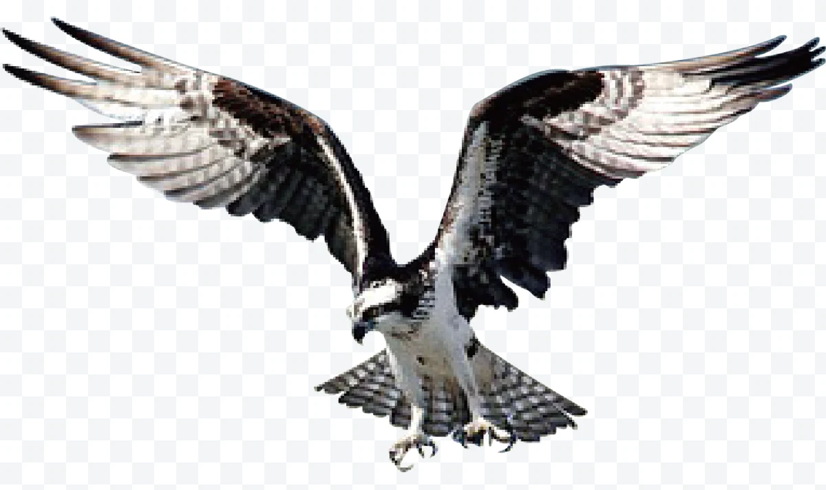 Osprey