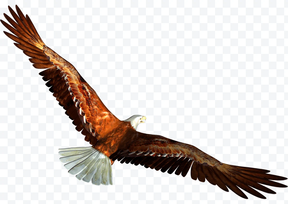 Osprey