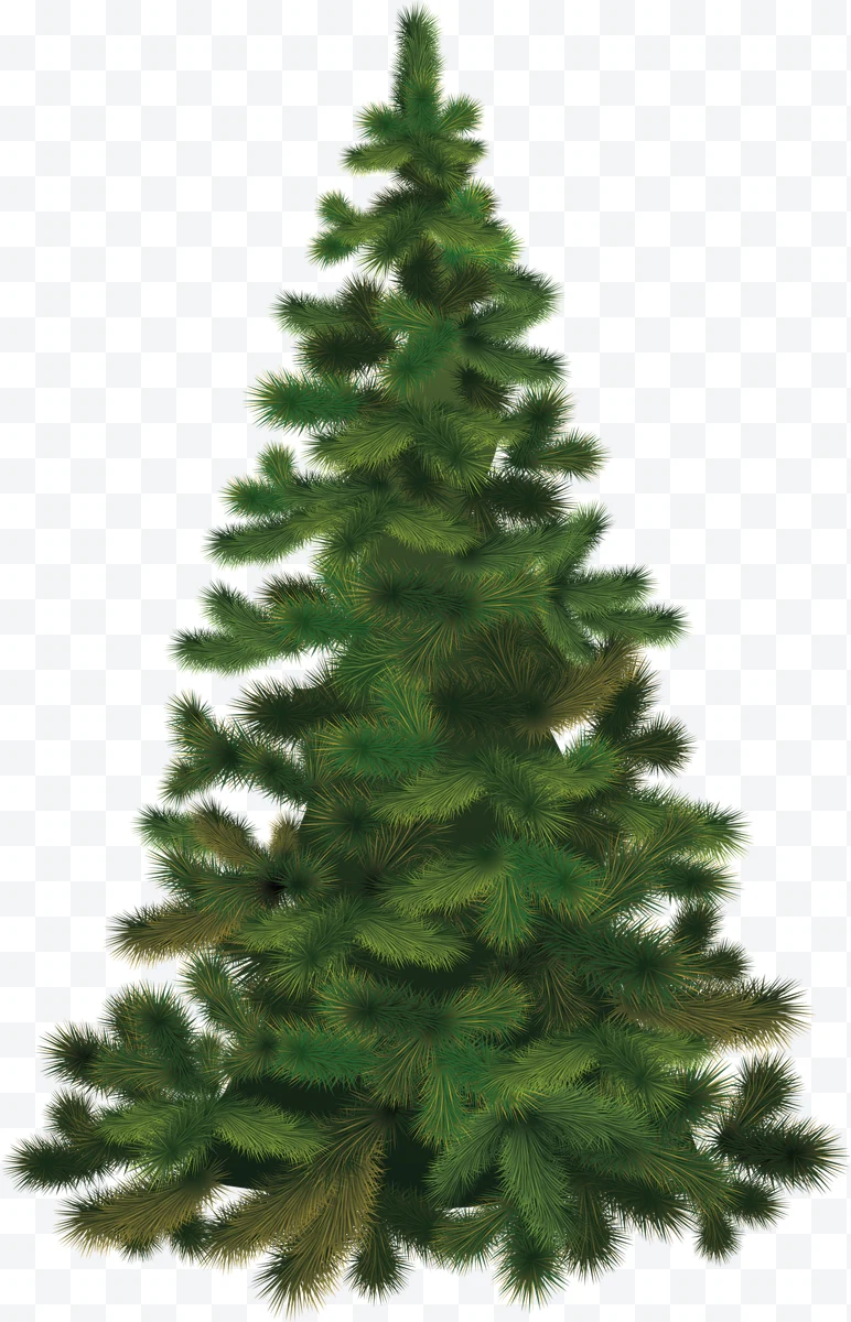 Green Christmas tree without decorations on a white background