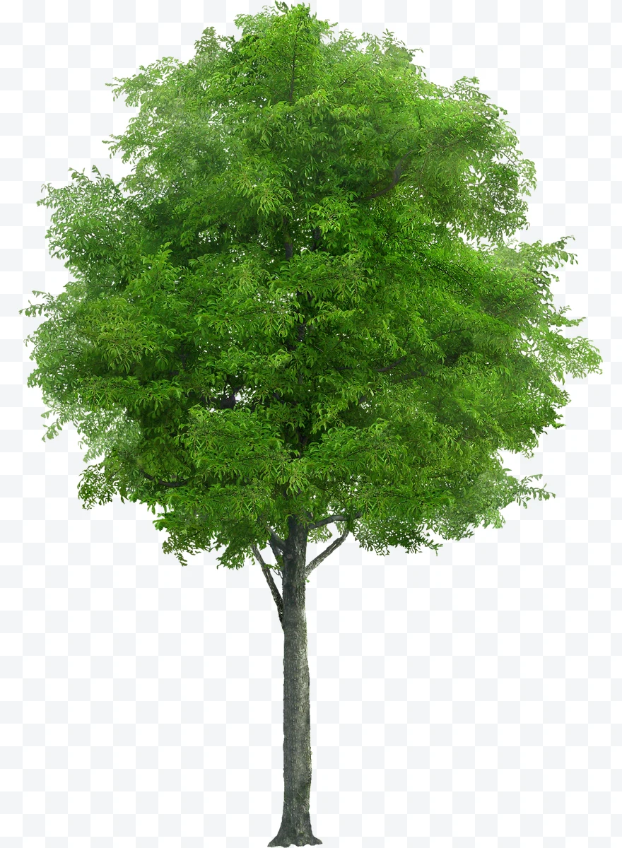 Leafy tree with green leaves on white background