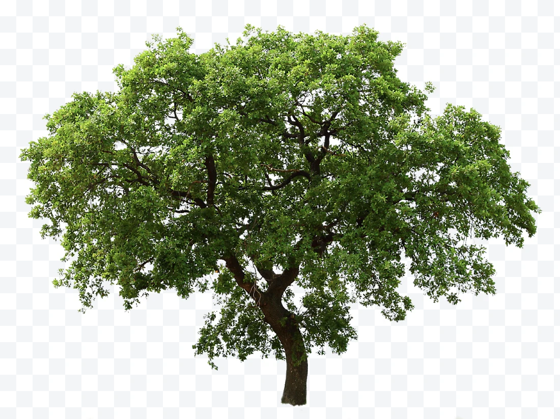 Tree with green leaves and brown trunk on white background