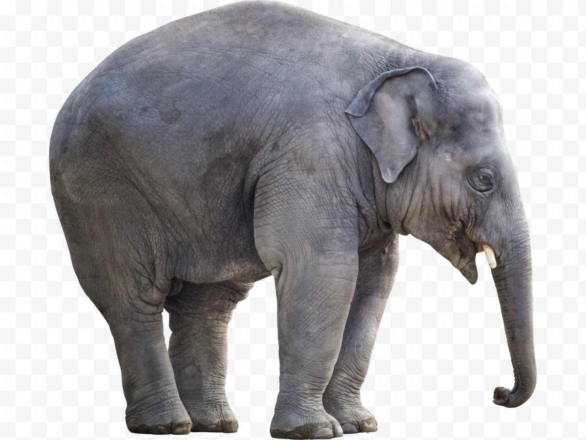 Asian elephant in side profile with white background