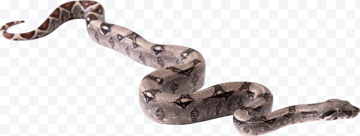 Boa constrictor
