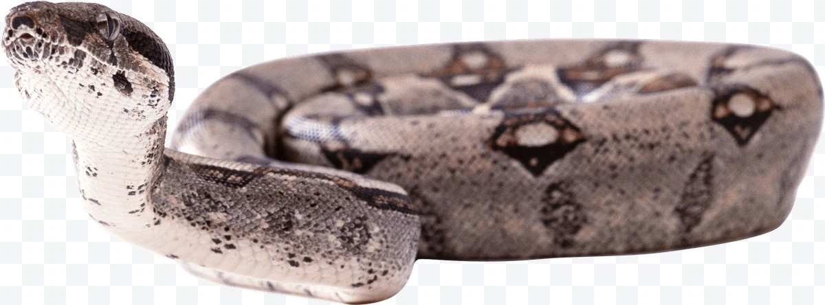 Boa constrictor