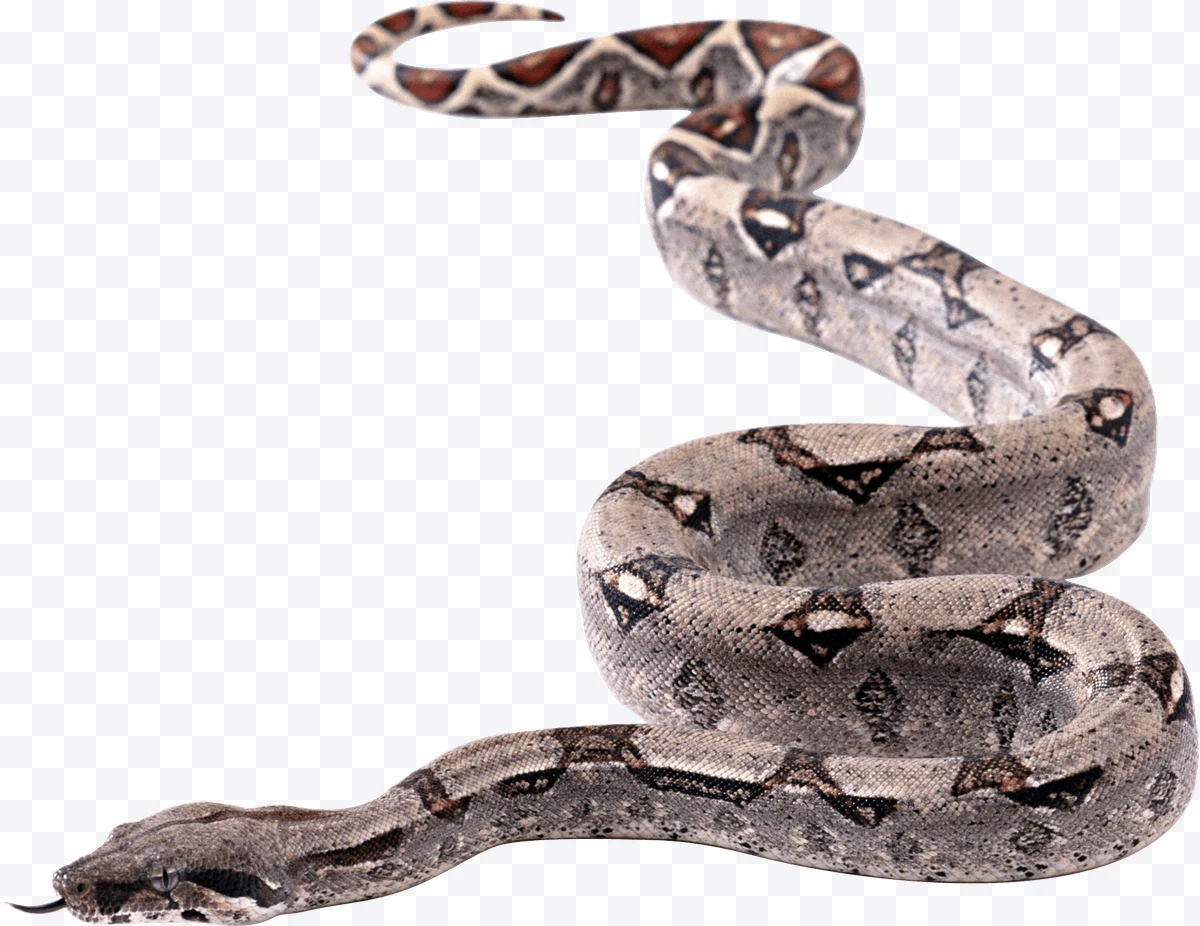 Boa constrictor