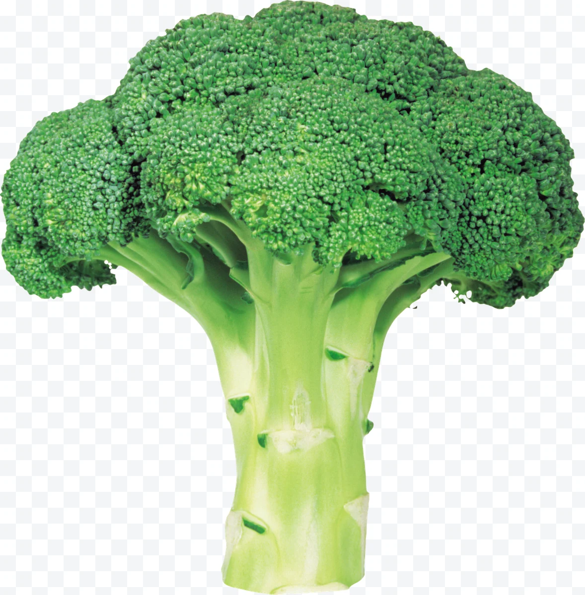 Fresh green broccoli with stem and florets.