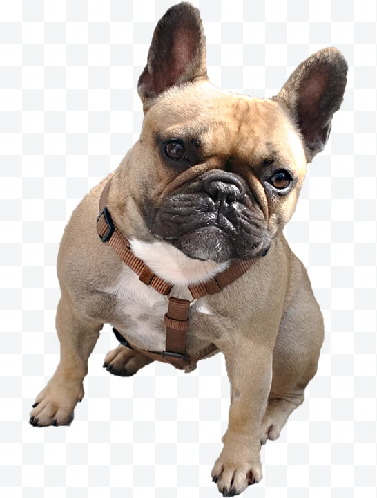 French Bulldog with brown harness sitting and looking forward.