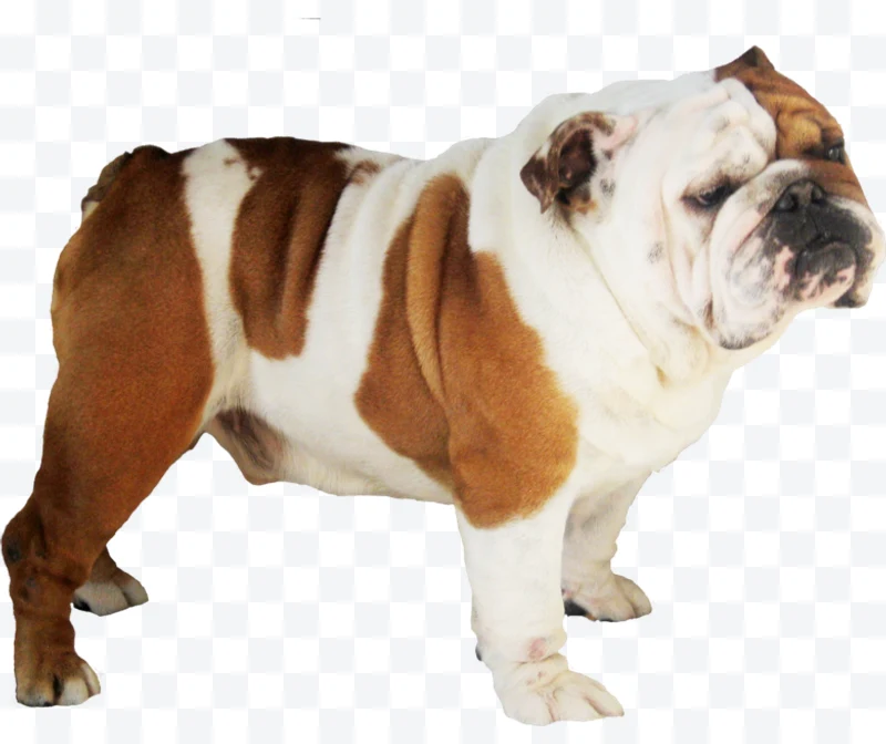 White and brown English Bulldog standing looking to the right