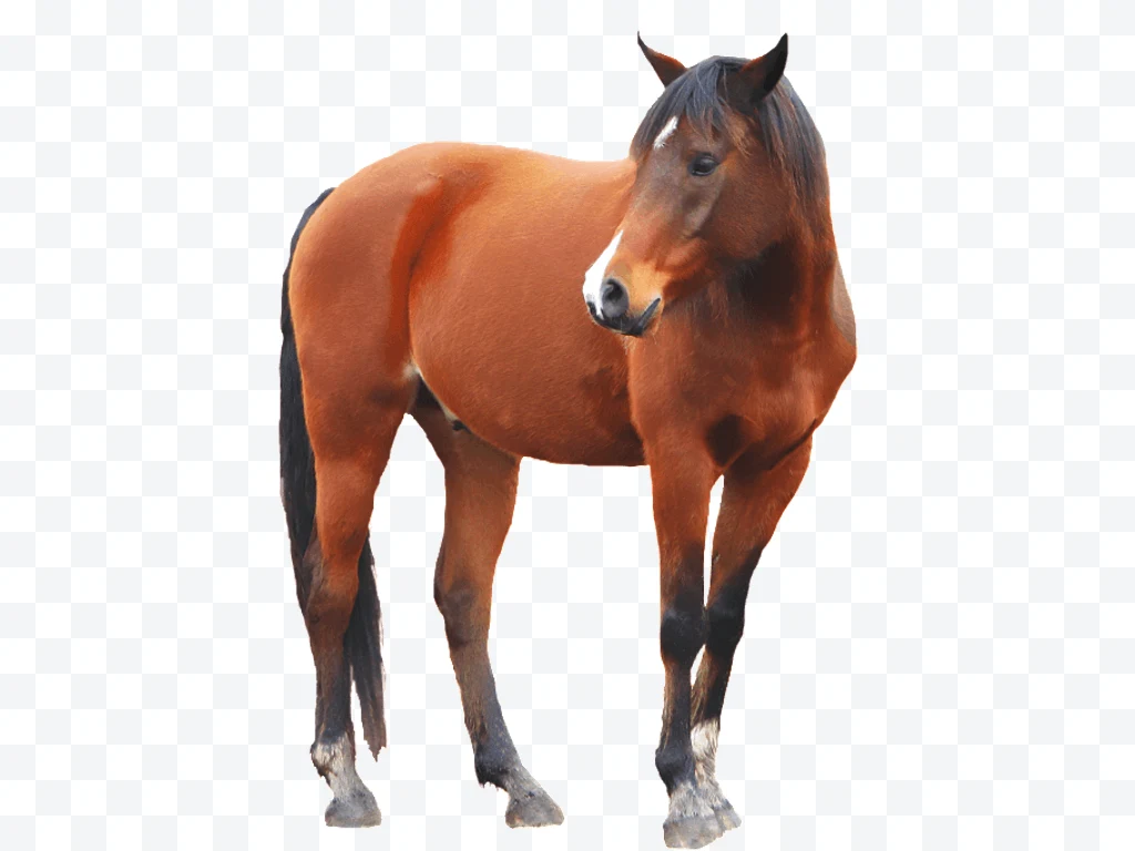 Brown horse standing looking to the right with dark mane