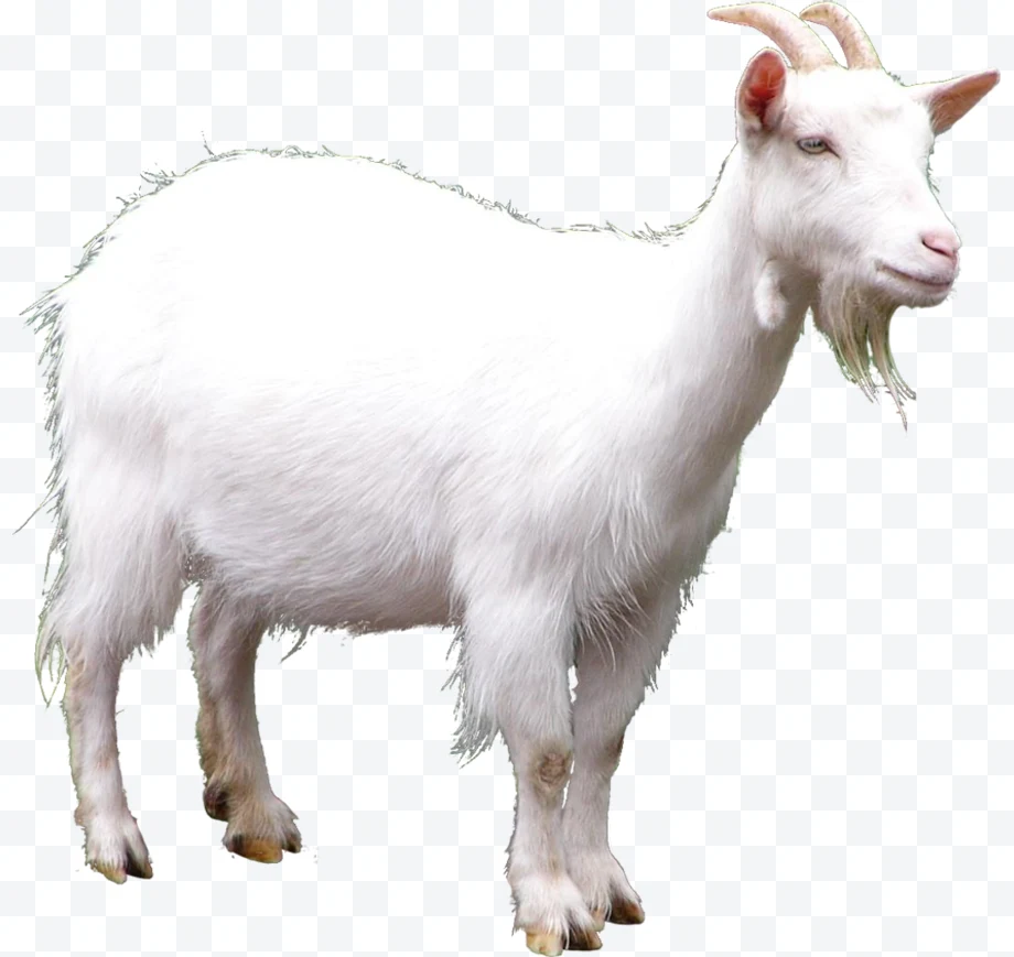 White goat with horns and beard in profile on white background.