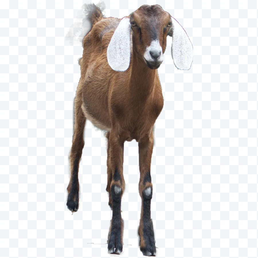 Brown goat with long white ears on white background