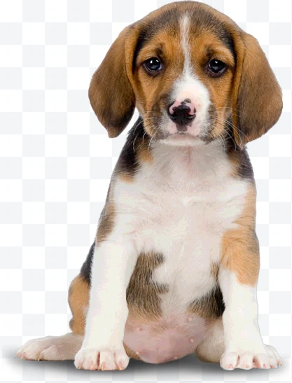 Tricolor beagle puppy sitting facing forward.