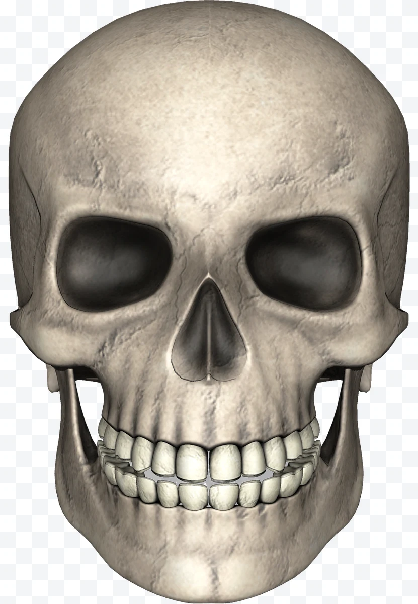 Realistic frontal human skull 3D model with bone details