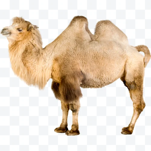 Light brown Bactrian camel with two humps in profile