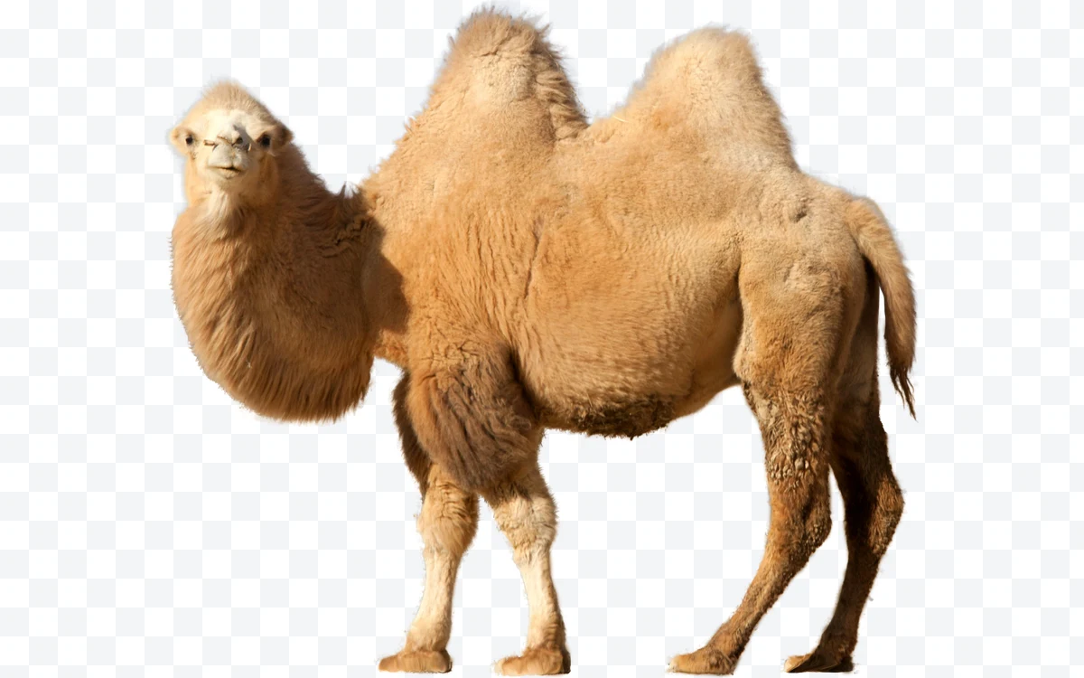 Side profile of a Bactrian camel with two humps and light brown coat on a white