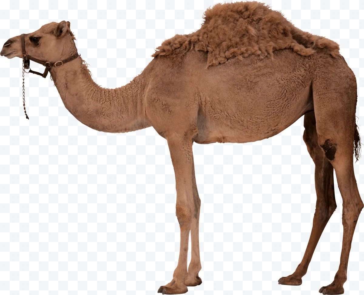 Brown camel with harness in profile on a white background