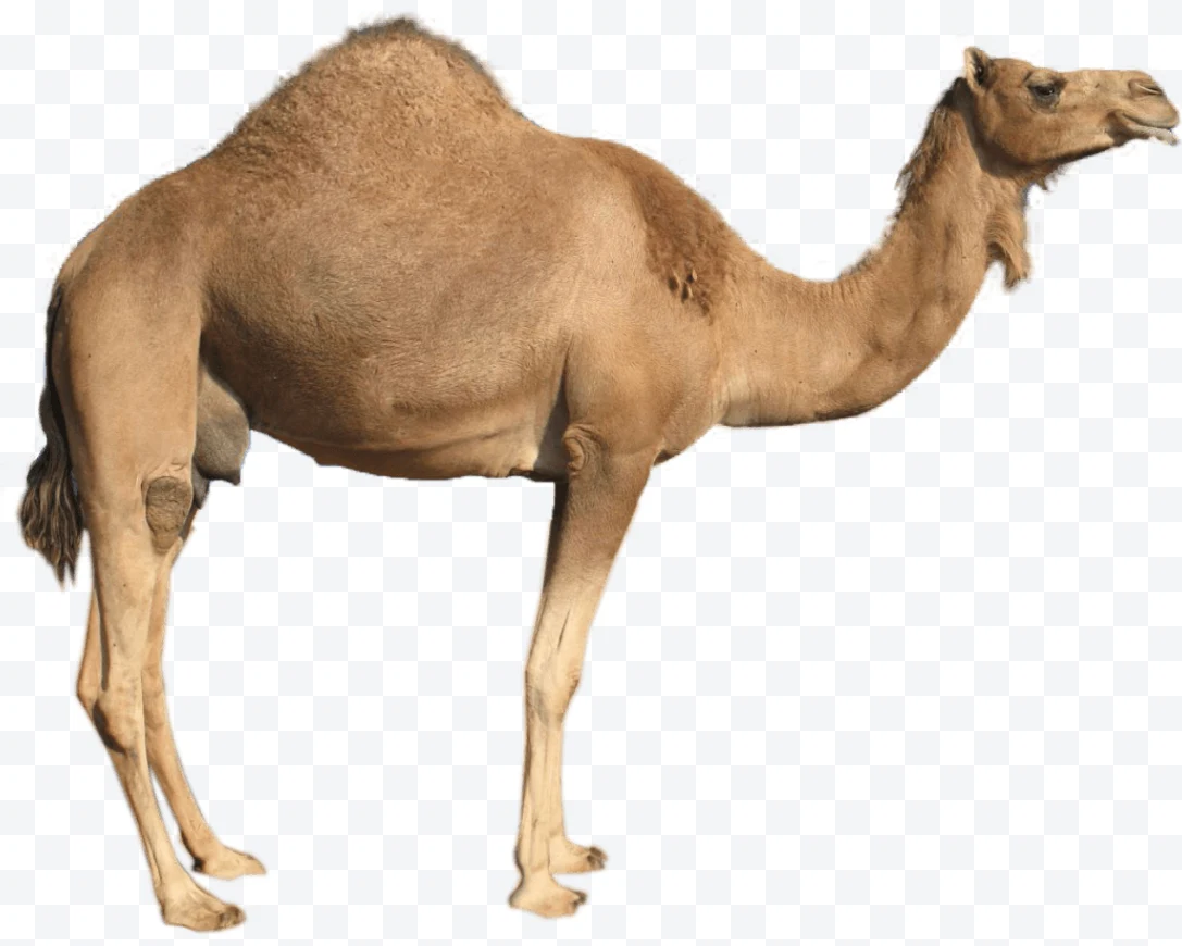 Side profile camel on white background.