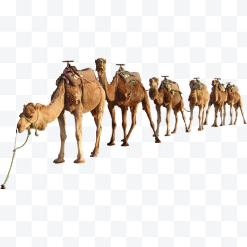 Camels