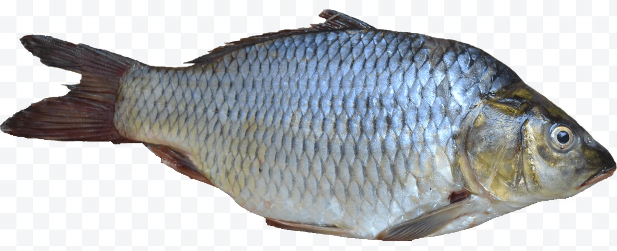 Common carp with silver scales side view