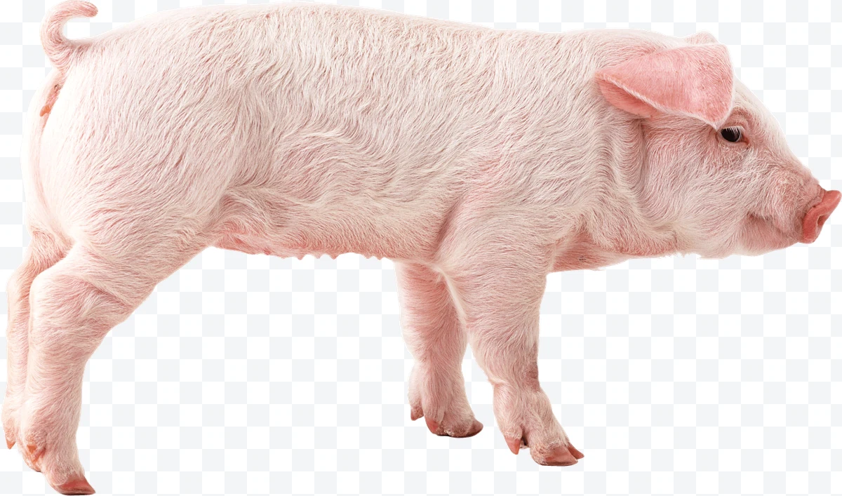 Pink piglet in profile with drooping ears