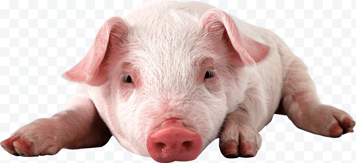 Pig