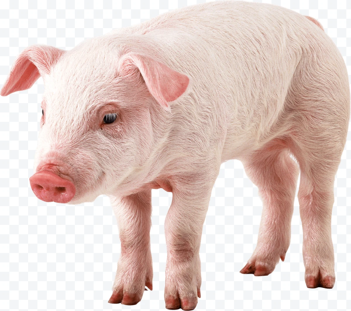 Pig