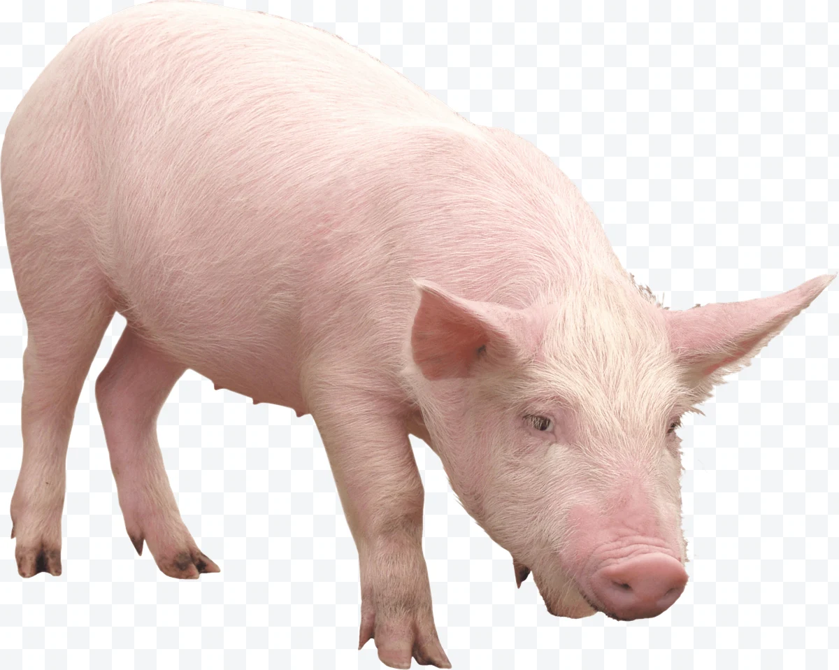 Pig