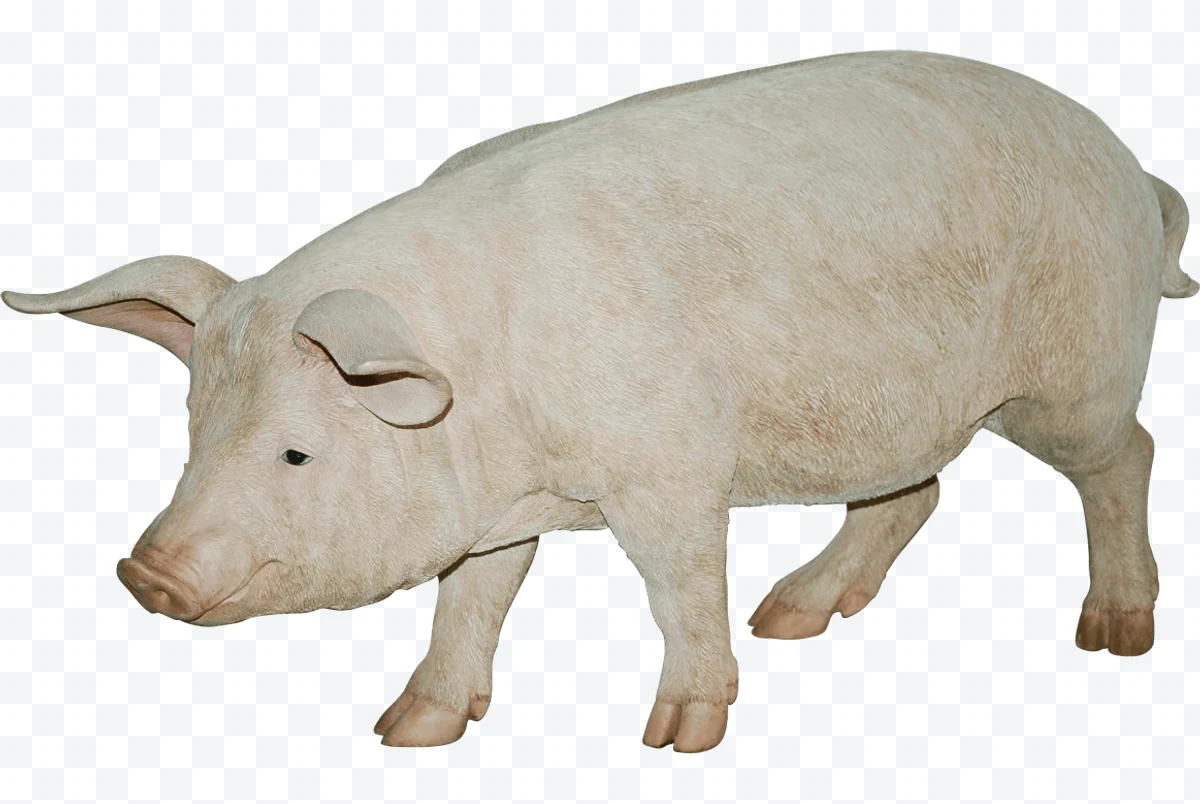 White pig standing on a white background