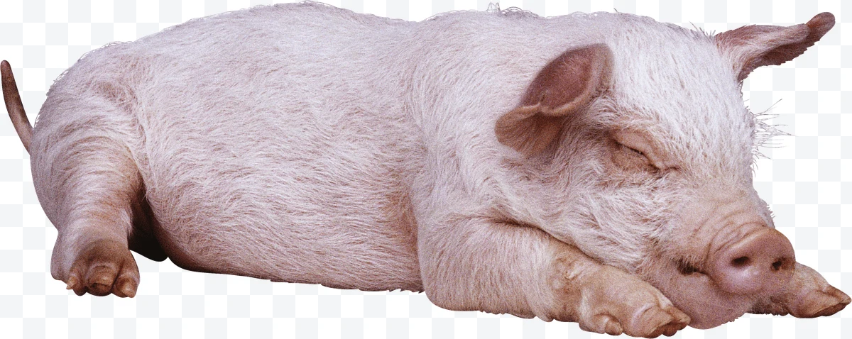 White pig sleeping lying in profile