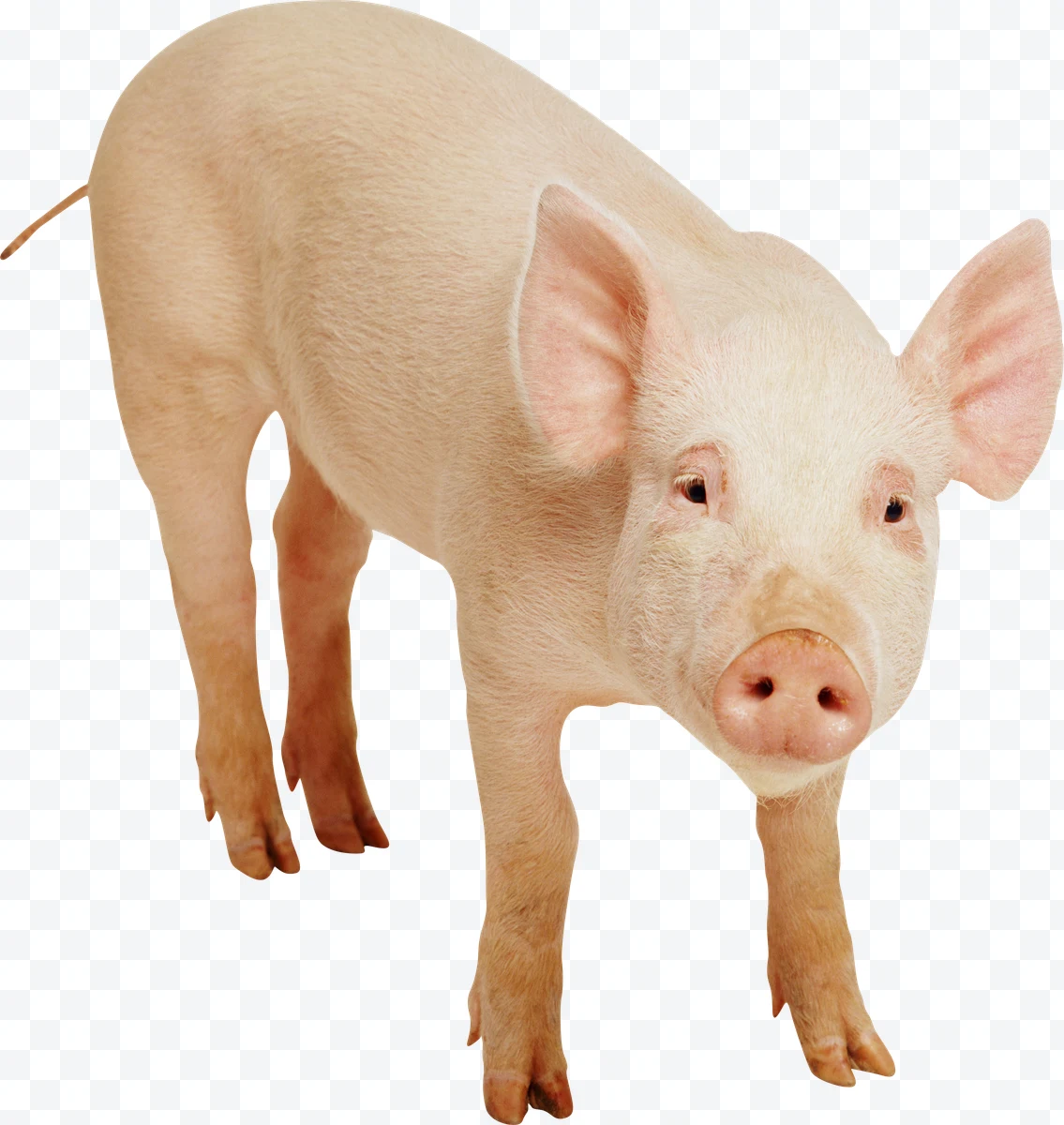 Young pig standing with large ears and pink snout