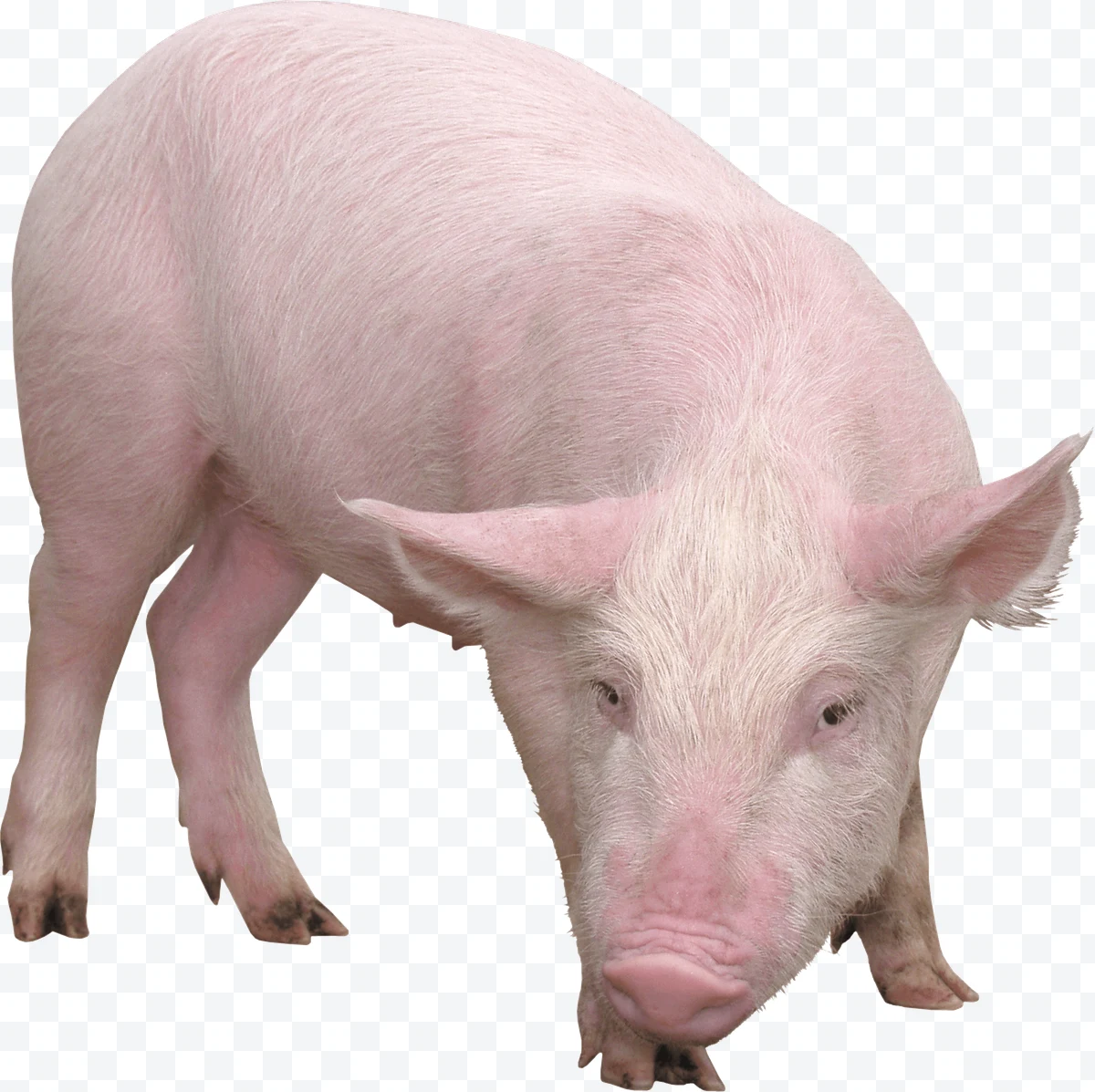Young pink pig with dirty legs