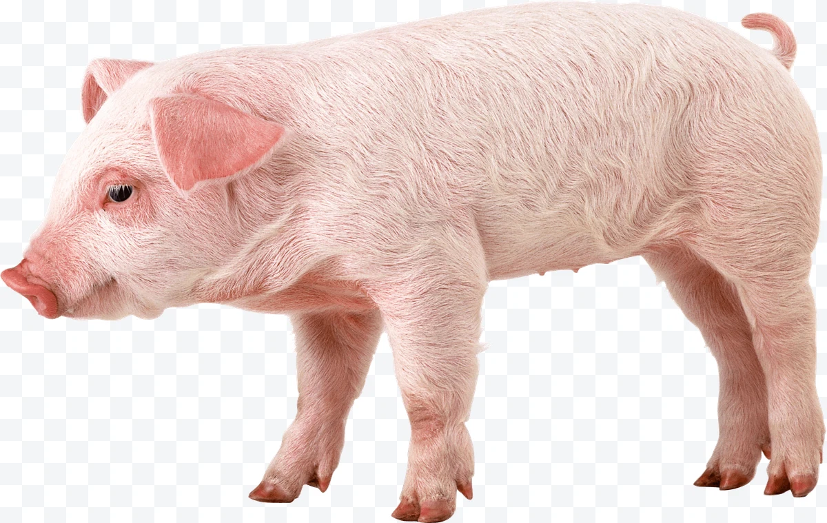 Pink pig standing in profile