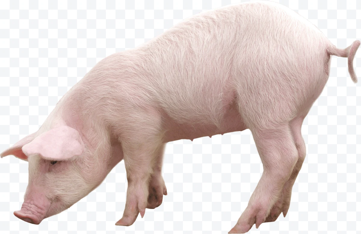 Pink pig standing in profile with curly tail