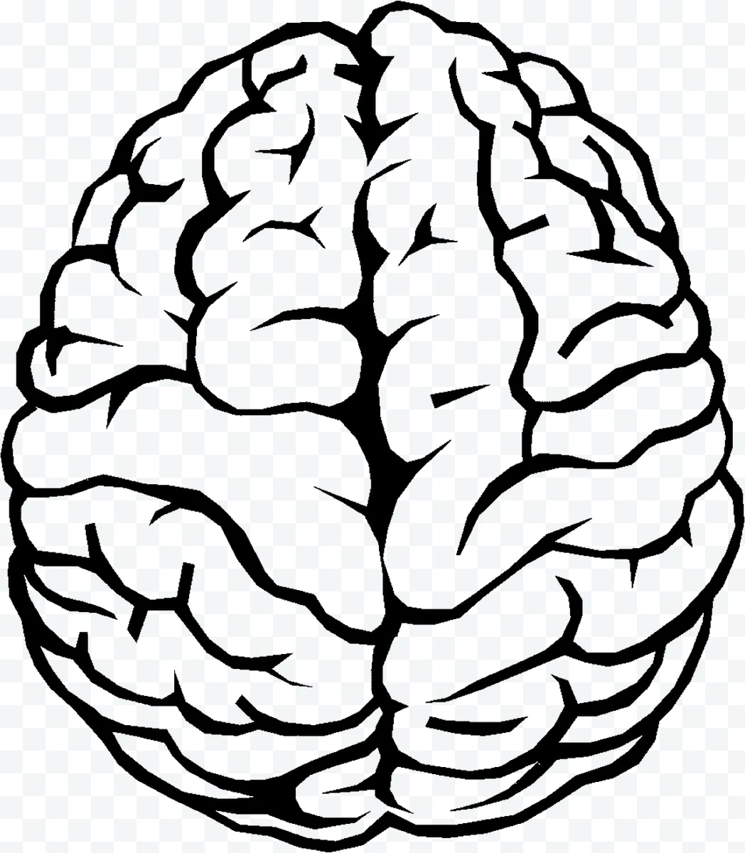 Illustrated human brain