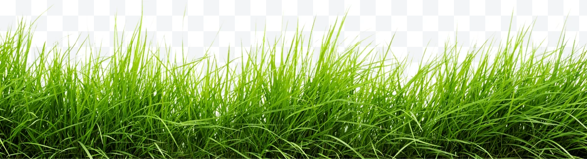 Green grass with long, thin leaves
