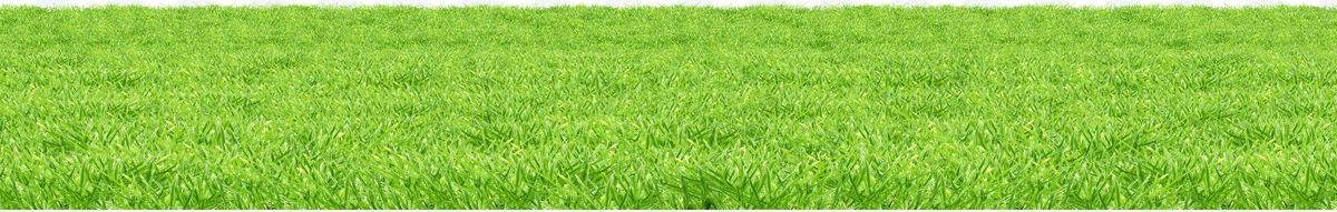 Grass