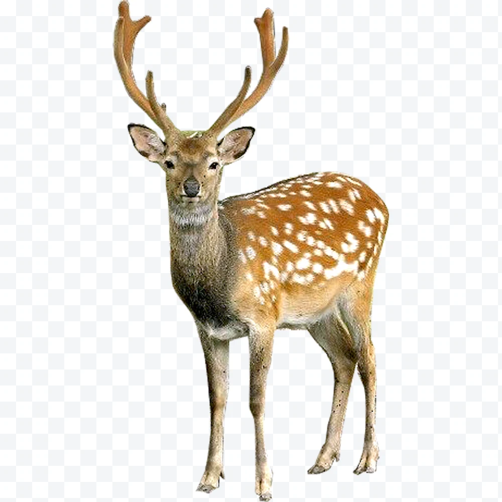 Deer with antlers and spotted fur standing on a white background