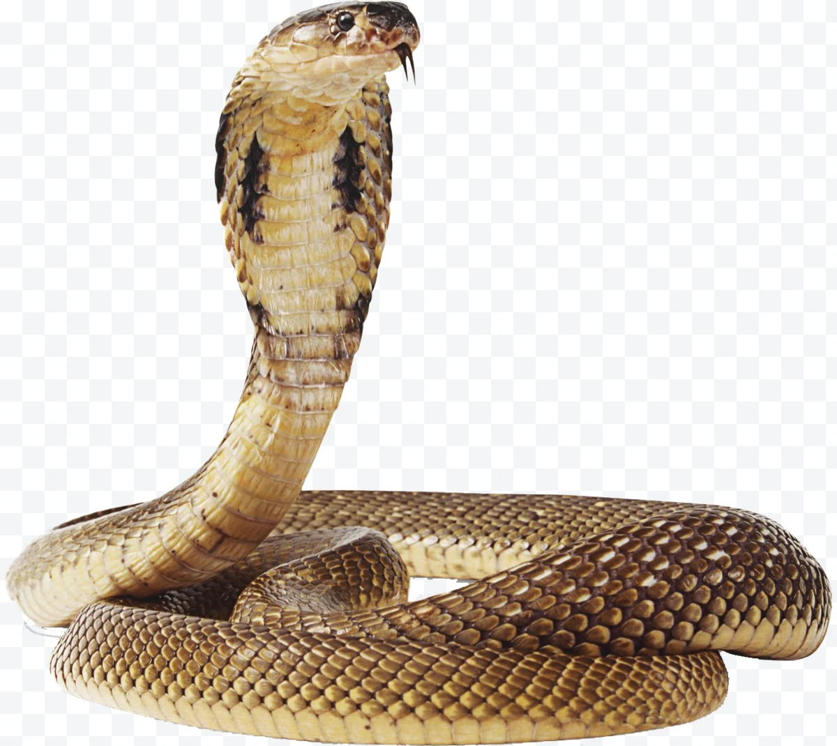 Brown and beige cobra with raised hood and tongue out.