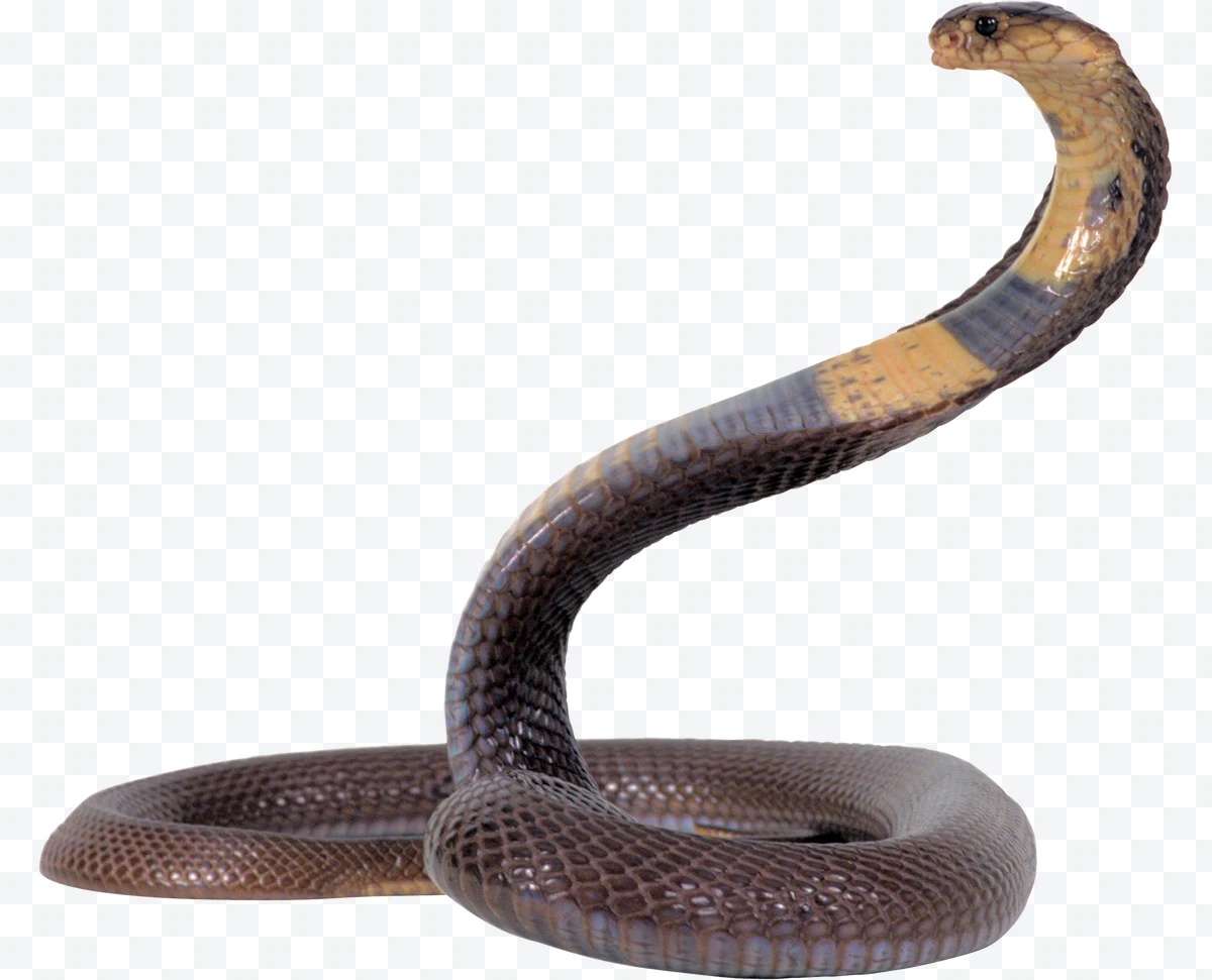 Cobra